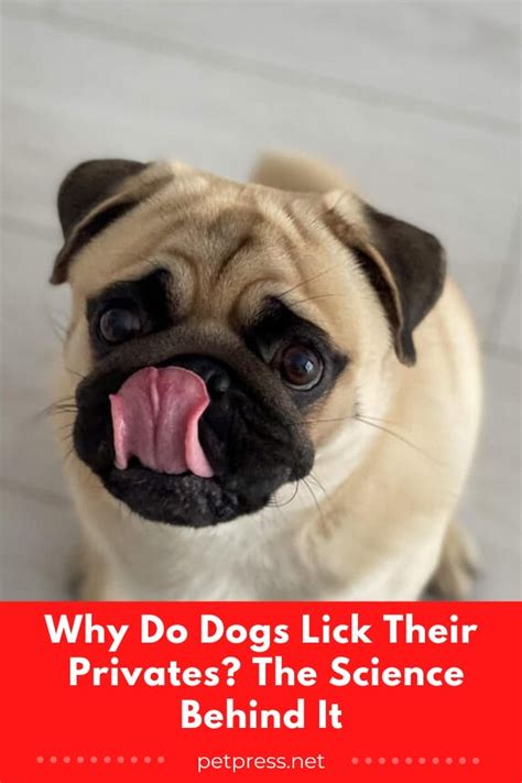 my dog licks my penis|Why Dogs Lick Their Privates 